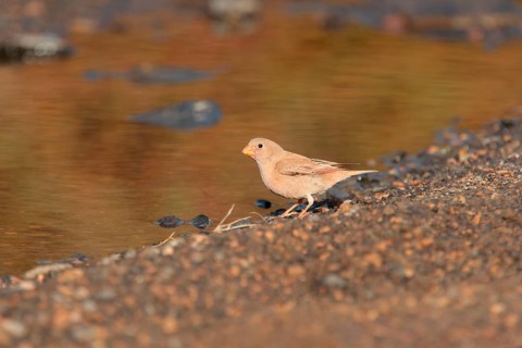 Trumpeter finch
