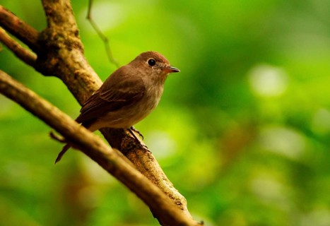 Asian Brown Flycatcher