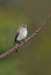 African Dusky Flycatcher
