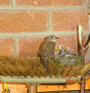 Spotted Flycatcher