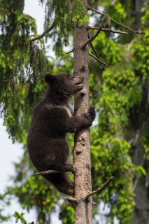European brown bears