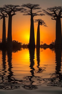 Baobab trees reflected in the water at sunset