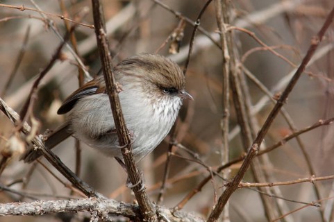 Chinese Fulvetta