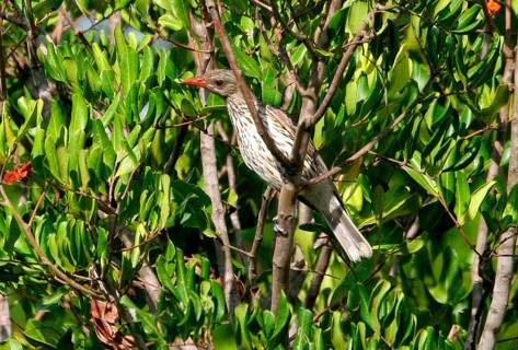 Olive-backed Oriole