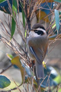 White-browed fulvetta