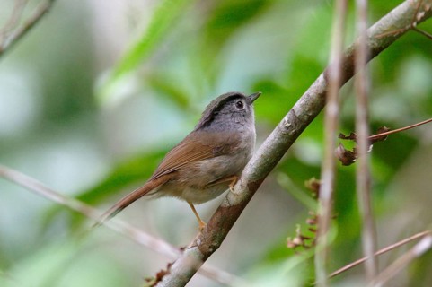 Mountain Fulvetta