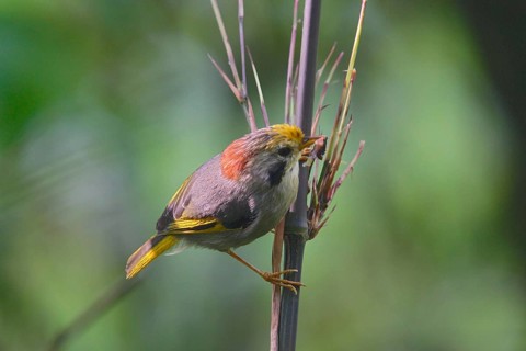 Golden-fronted fulvetta