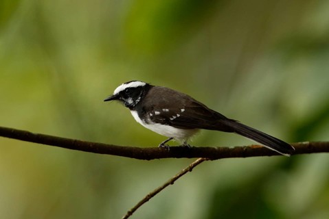 Fan-tail