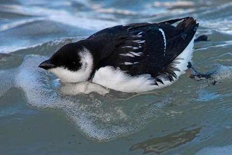 Little Auk