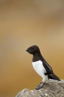 Little Auk