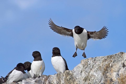 Little Auk