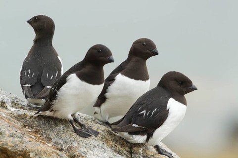 Little Auk