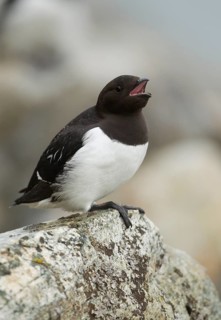Little Auk