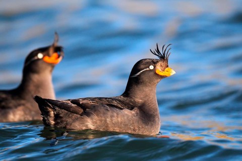 Crested auklet