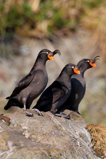 Crested Auklet