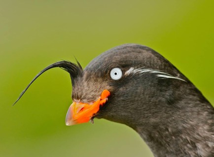 Crested Auklet