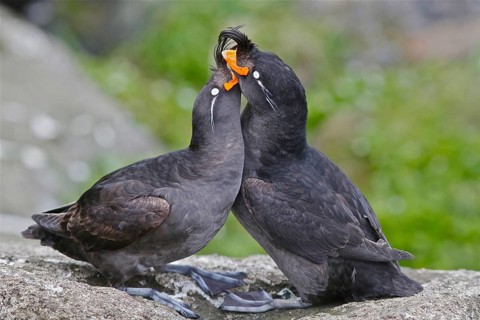 Crested Auklet