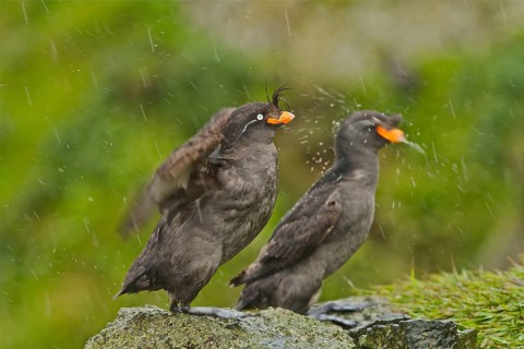 Crested Auklet