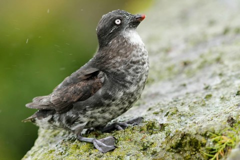 Least Auklet