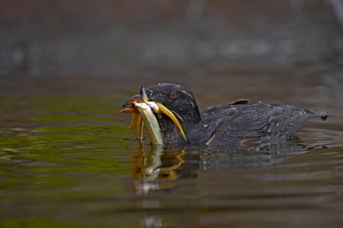 Rhinoceros Auklet
