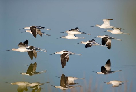 Brown-necked Avocet