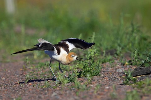 American Avocet