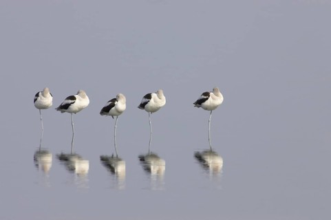 American Avocet