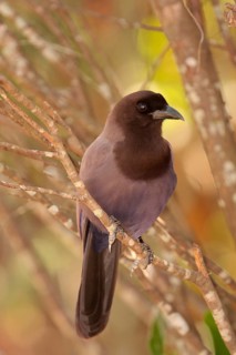 Purplish Jay