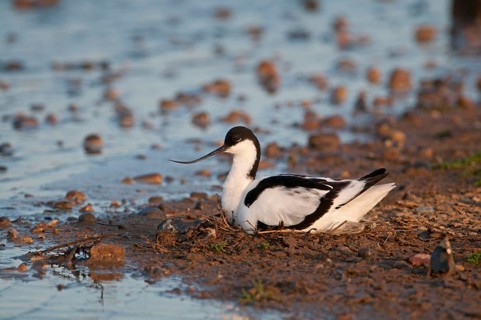 Eurasian Avocet