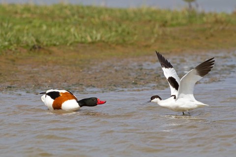 Eurasian Avocet