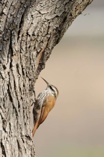 Narrow-billed Woodcreeper