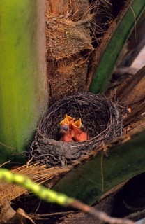 Chicks of the rufous-bellied thrushes