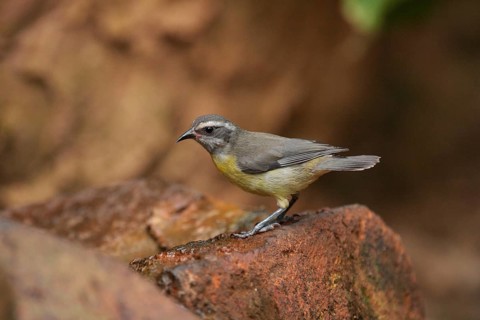 Bananaquit