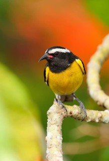 Yellow-breasted sugarbird