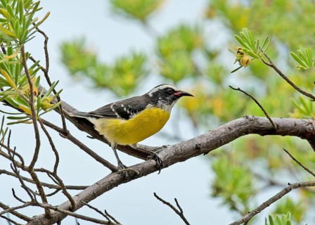 Bananaquit