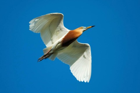 Javan pond heron