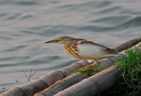 Adult javan pond heron