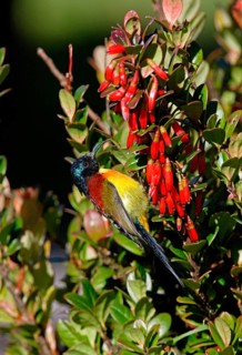 Green-tailed sunbird