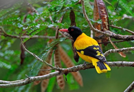 Black-headed Oriole