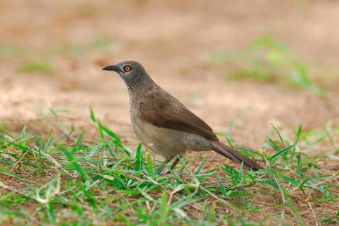 Brown Scimitar Babbler