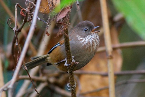 Brown-throated Fulvetta