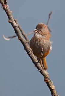 Whinchat Fulvetta