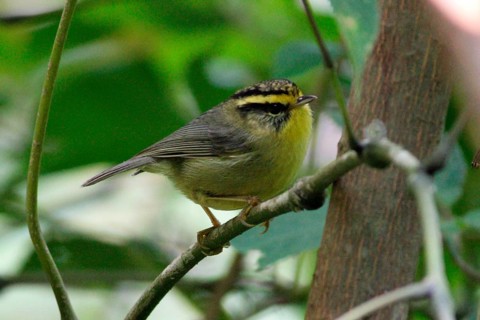 Yellow-throated Fulvetta
