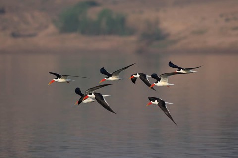 Indian Skimmer