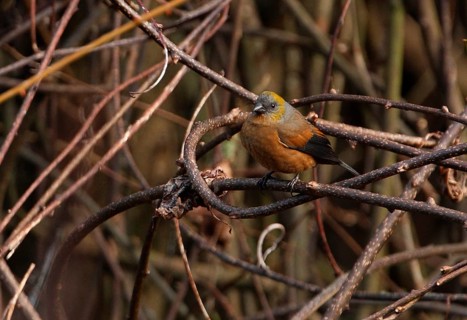 Golden-naped finch