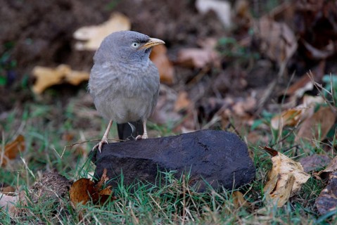 Jungle Babbler