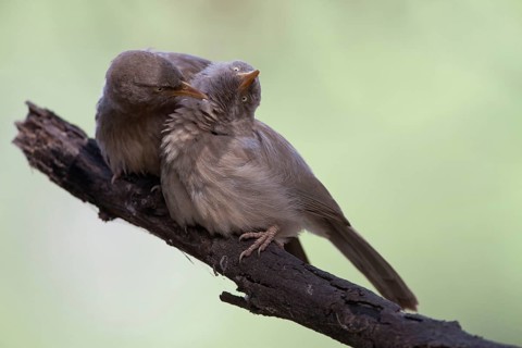 Jungle Babbler
