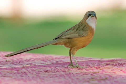 White-throated Scimitar Babbler