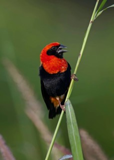 Black-winged red bishop