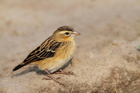 Black-winged red bishop